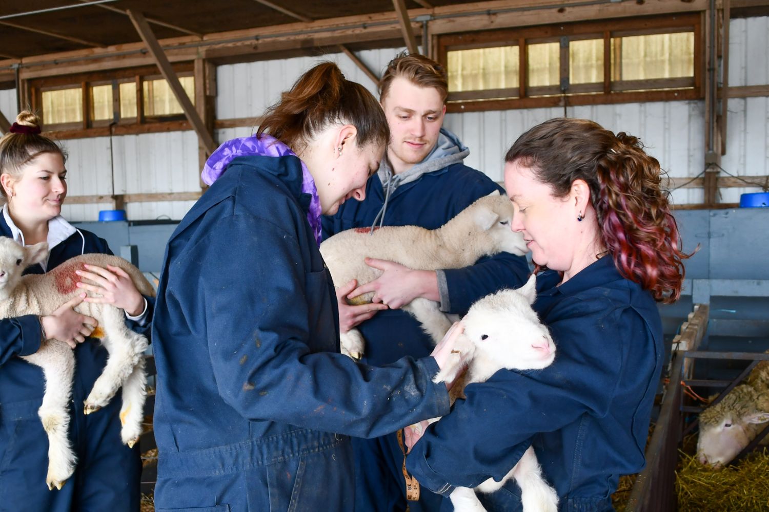 Students cuddling sheep in sheep unit Students cuddling sheep in sheep unit