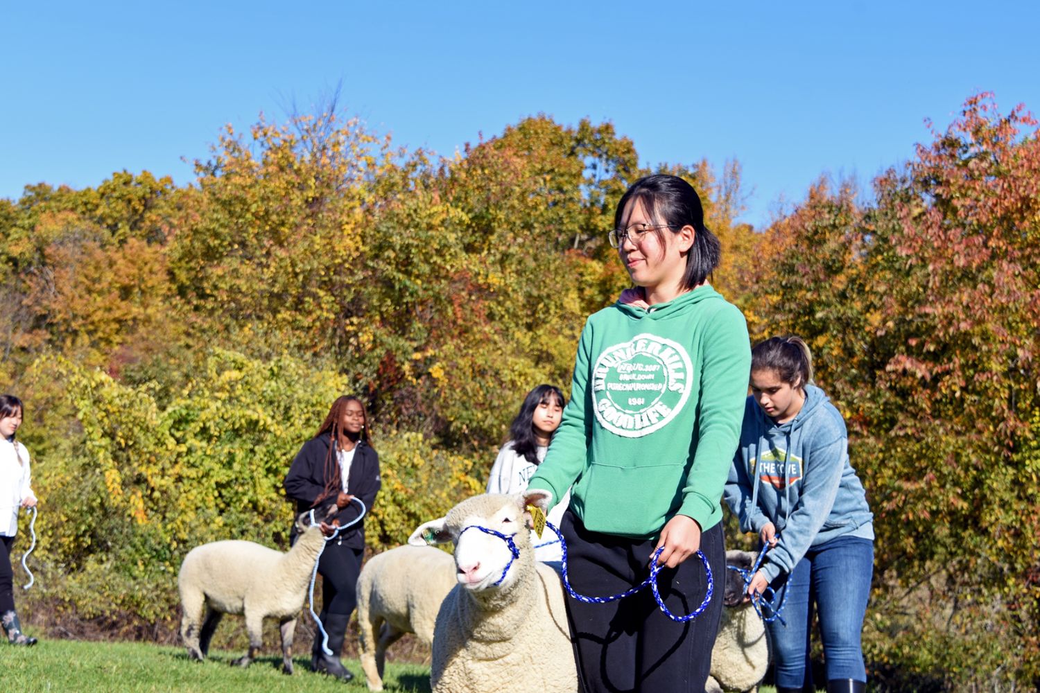 Students leading sheep in line Students leading sheep in line
