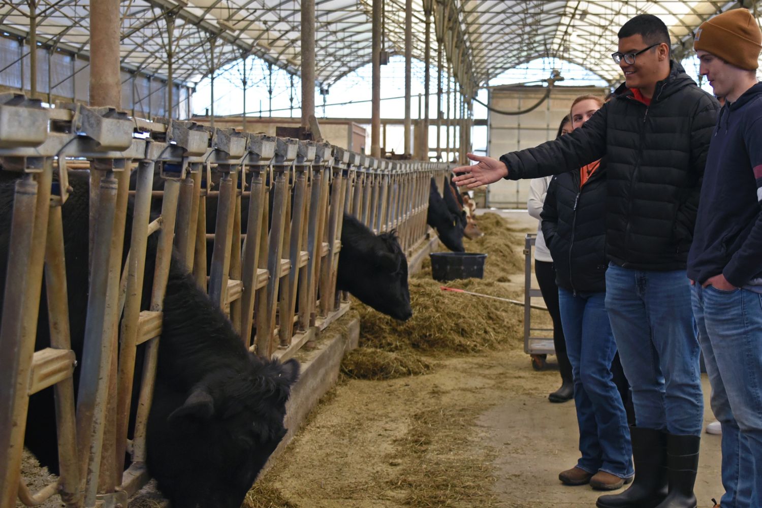 Students looking at beef cattle Students looking at beef cattle