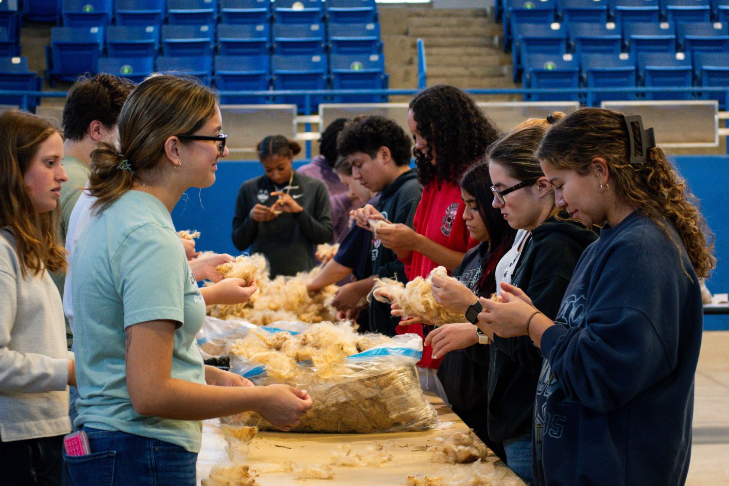 Students sorting through sheep wool in arena Students sorting through sheep wool in arena