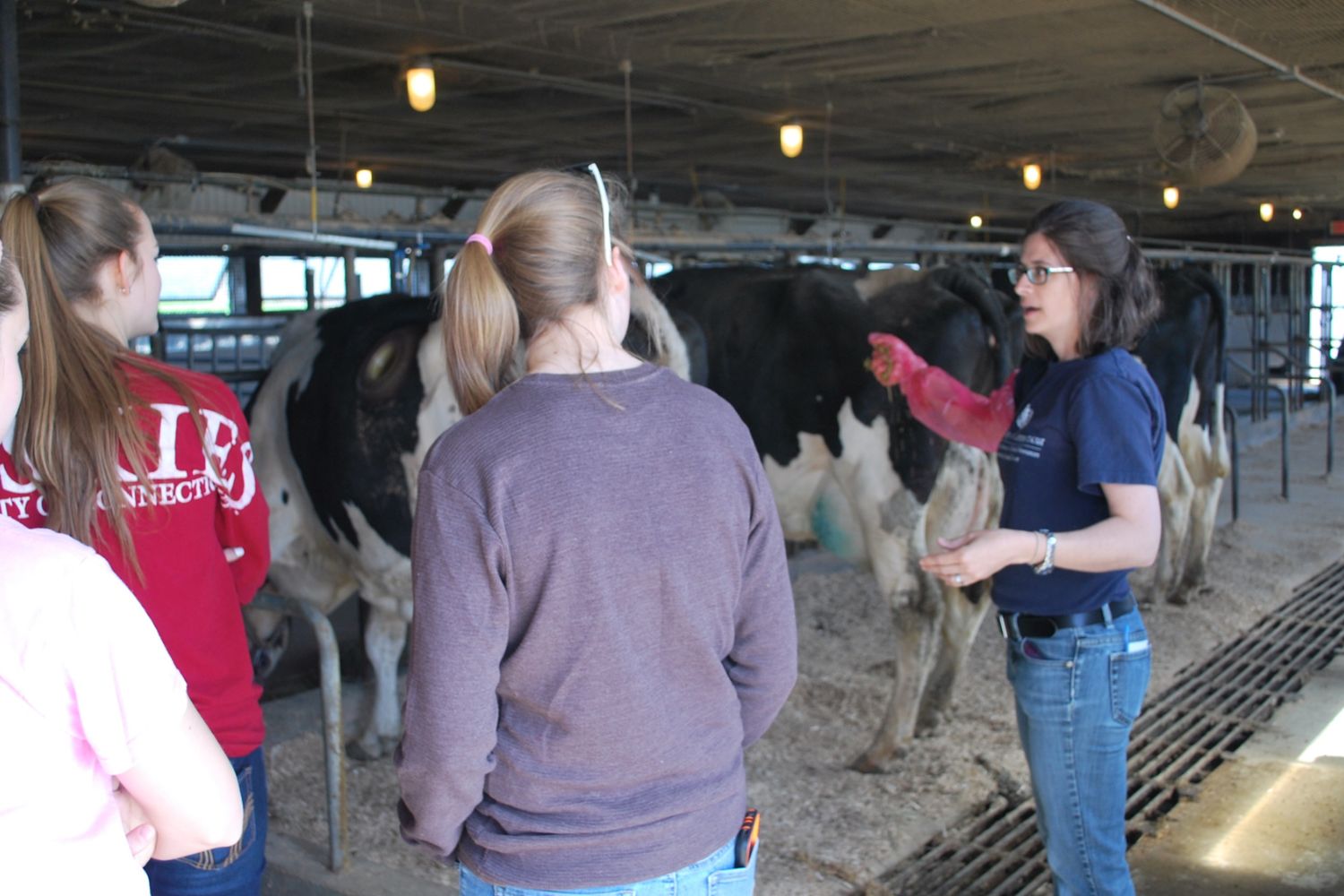Students watching lecture in cow unit Students watching lecture in cow unit