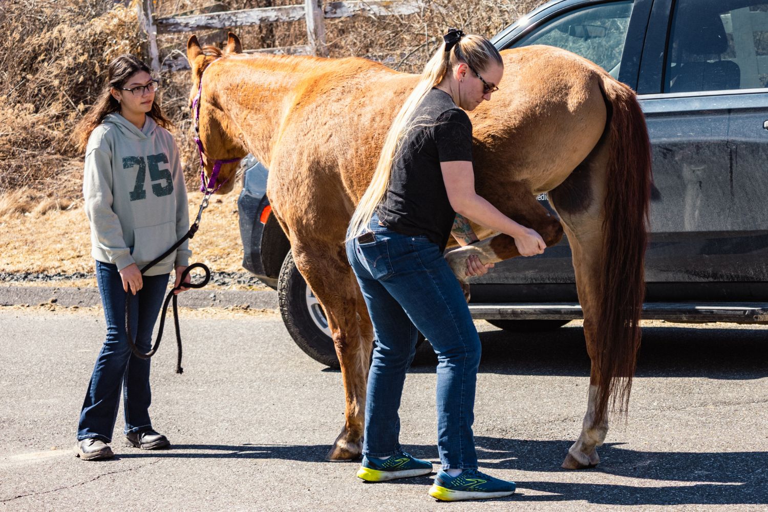 Students working with horse outside Students working with horse outside